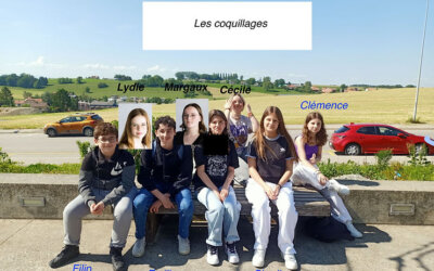 Octobre 2023 Semaine 1 – Les coquillages